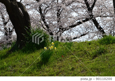 南浅川の桜並木　八王子市 90110200
