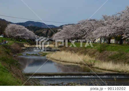 南浅川の桜並木 八王子市 南浅川の桜並木 八王子市 90110202