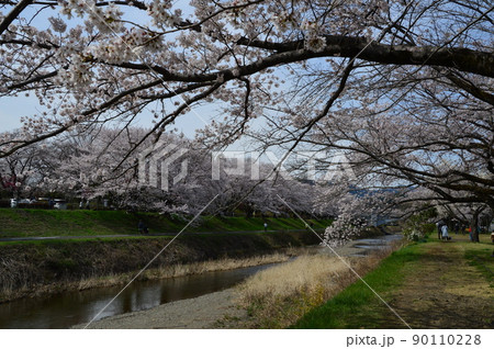 南浅川の桜並木 八王子市 南浅川の桜並木 八王子市 90110228