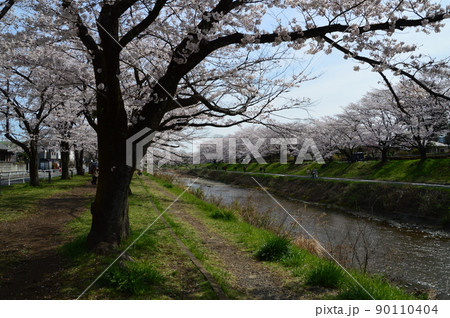 八王子市陵南公園と南浅川んも桜 八王子市陵南公園と南浅川んも桜 90110404