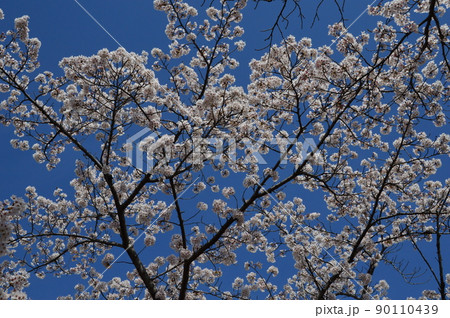 八王子市陵南公園と南浅川んも桜 八王子市陵南公園と南浅川んも桜 90110439