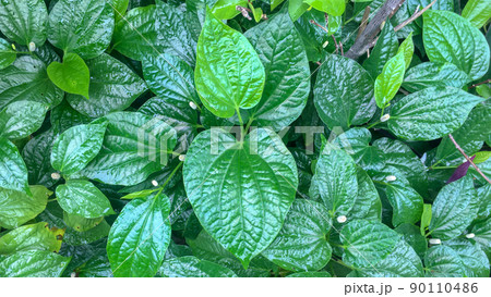 Thai herb - Chaplo (Wild Betal Leafbush, Piper sarmentosum Roxb. Piperaceae) Thai herb - Chaplo (Wild Betal Leafbush, Piper sarmentosum Roxb. Piperaceae) 90110486