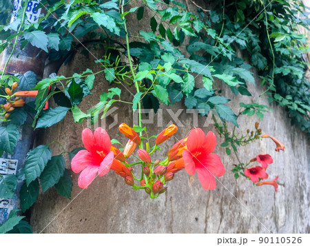 Campsis radicans also known as Trumpet creeper 90110526