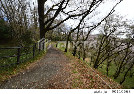 春の滝山城跡公園　八王子市 90110668