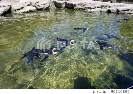 神戸どうぶつ王国のペンギン 90110896