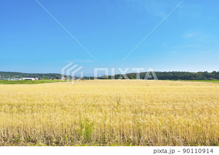 麦秋の丘 麦秋の丘 90110914