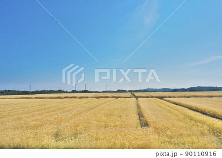 麦秋の丘 90110916