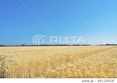麦秋の丘 90110918