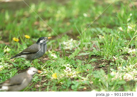 初夏の公園でエサを探すムクドリ 90110943