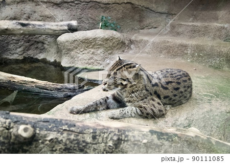 Fishing Cat - Denver Zoo