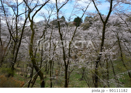 都立滝山自然公園と周辺の春 八王子市 都立滝山自然公園と周辺の春 八王子市 90111182