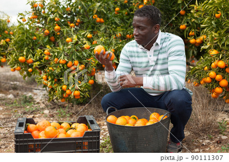 Portrait of African man on mandarins plantation 90111307