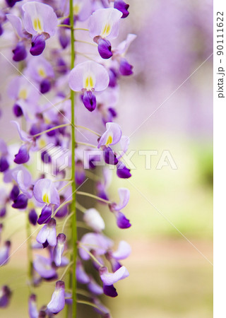 霧島市和気神社の藤の花 90111622