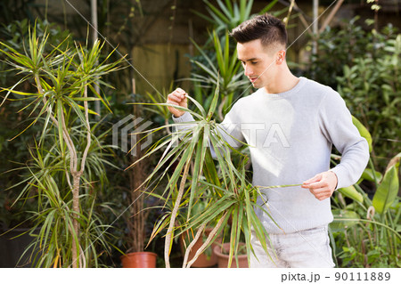 Young gardener checking Dracaena Young gardener checking Dracaena 90111889
