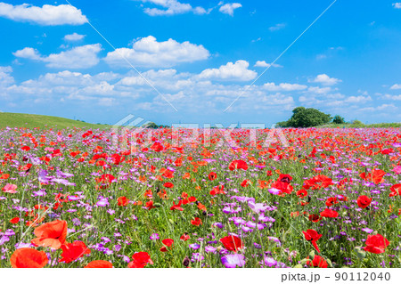 ポピーとナデシコの花畑1 90112040
