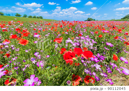 ナデシコとポピーの花畑 90112045