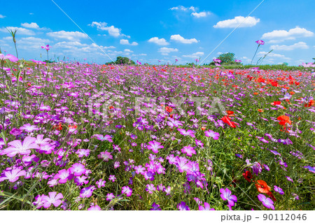 ムギナデシコとポピーの花畑 ムギナデシコとポピーの花畑 90112046