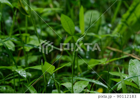 サトイモ科カラスビシャク 90112183