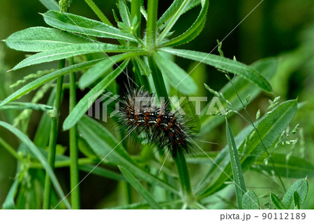 ヒトリガ科クワゴマダラヒトリ幼虫 90112189