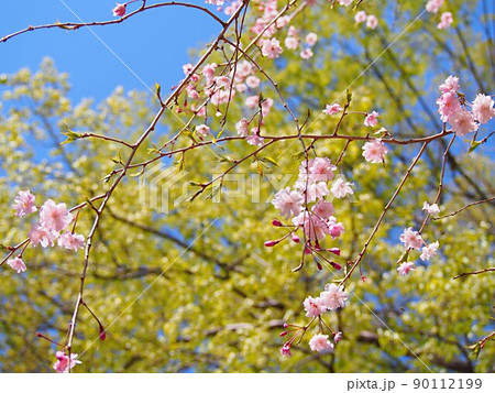 新緑のアベマキと八重桜の花 90112199