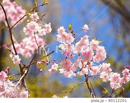 新緑のアベマキと八重桜の花 90112201