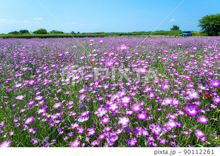 麦なでしこの花畑1 麦なでしこの花畑1 90112261