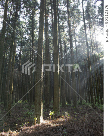 森 木 日光 90112376