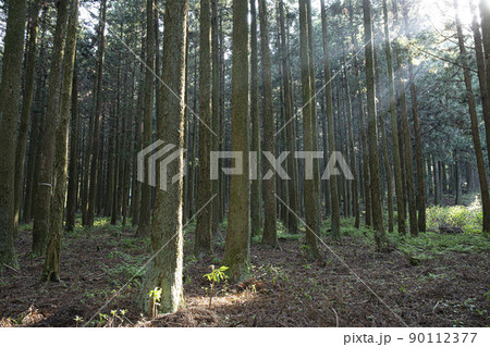 森 木 杉 90112377