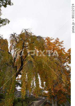 シダレカツラ トチの木 秋田城 90112724
