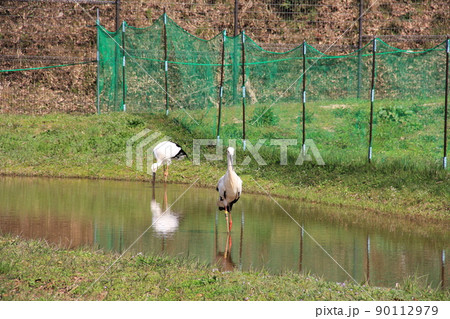 こうのとり 90112979