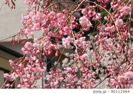 しだれ桜 しだれ桜 90112984