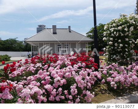 ヴェルニー公園のバラ Verny Park Rose ヴェルニー公園のバラ Verny Park Rose 90113077