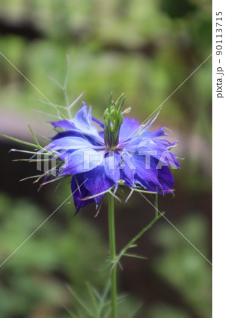 青いニゲラの花 青いニゲラの花 90113715