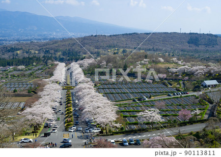 静岡県駿東郡小山町　富士霊園の桜並木 90113811