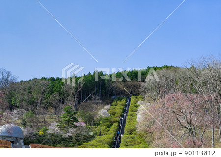 静岡県駿東郡小山町　富士霊園の桜並木 90113812