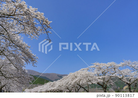 静岡県駿東郡小山町　富士霊園の桜並木 90113817