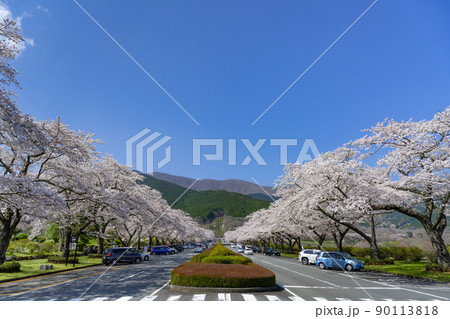 静岡県駿東郡小山町　富士霊園の桜並木 90113818