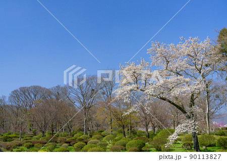 静岡県駿東郡小山町　富士霊園の桜並木 90113827