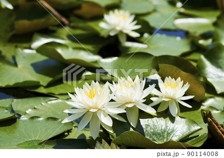公園の池に咲く満開の白いスイレンの花 90114008