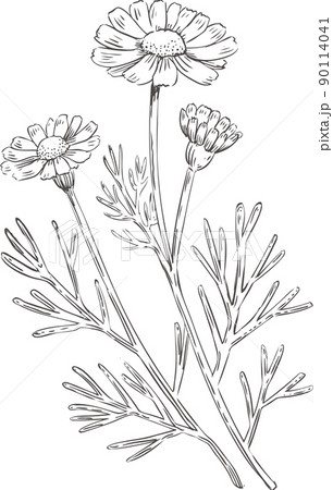 線画のカモミール 線画のカモミール 90114041