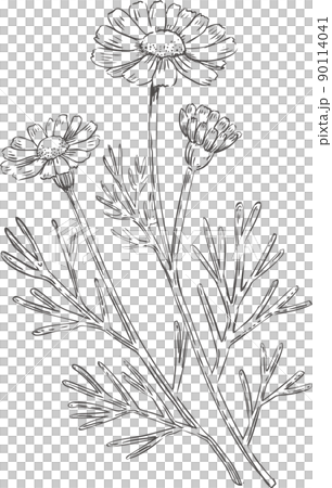 線描洋甘菊 90114041