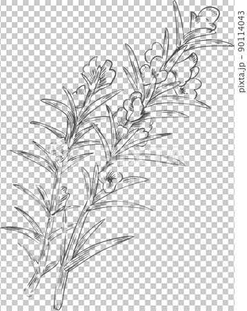 迷迭香花線描 迷迭香花線描 90114043