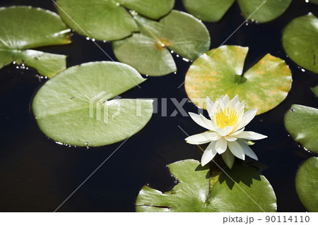 公園の池に咲く白いスイレンの花 90114110