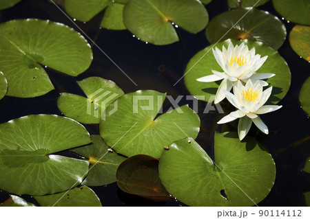 公園の池に咲く白いスイレンの花 90114112