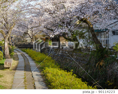 京都東山_桜満開の哲学の道 90114223