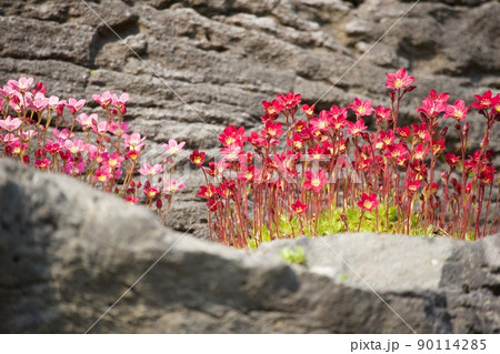 セイヨウクモマグサ Saxifraga Rockfoil セイヨウクモマグサ Saxifraga Rockfoil 90114285