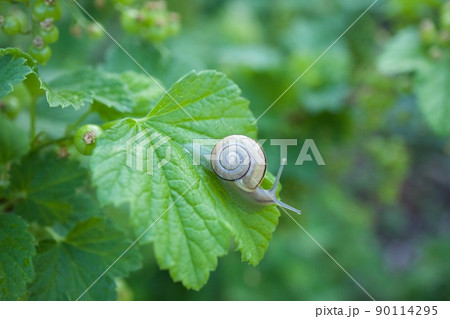 カタツムリ カタツムリ 90114295