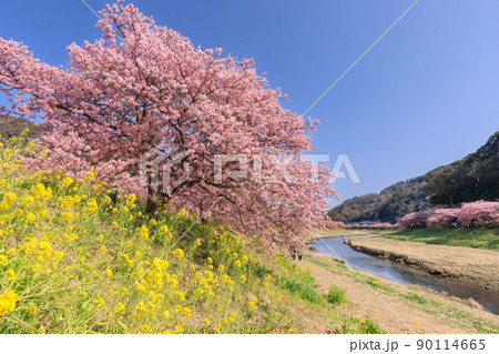 静岡南伊豆_みなみの桜と菜の花まつり 90114665