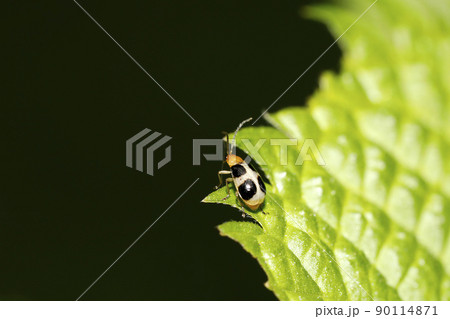 ヨツボシハムシ 90114871