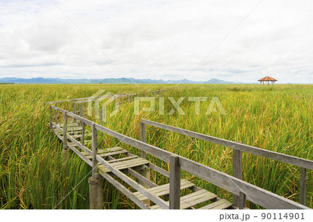 Beautiful view of Wooden Bridge on lotus lake at Khao Sam Roi Yod National Park, Thailand. Beautiful view of Wooden Bridge on lotus lake at Khao Sam Roi Yod National Park, Thailand. 90114901